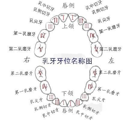 没有牙齿的生肖有哪些