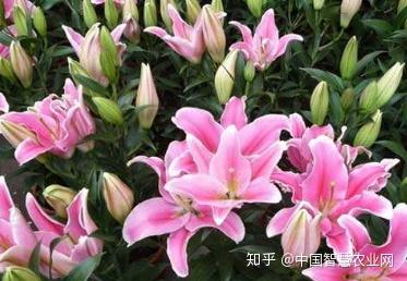 百合切花怎么养剪花蕊