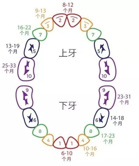 儿童牙齿换牙顺序图