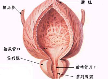 前列腺尿痛多久能好