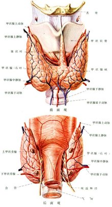 甲状腺的主要症状图片