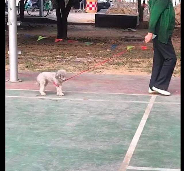 主人没牵住狗绳致路人车祸身亡