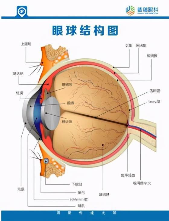 樊振东登上国防军事频道