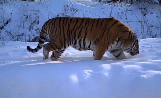 是的，目击者在路边拍到了野生东北虎捕食野猪的场景。野生东北虎是猫科动物中的佼佼者，它们拥有强大的力量和敏捷的身手，善于捕猎。野猪则是它们常见的猎物之一。在这样的场景中，野生东北虎展现出了它们的狩猎技巧和天赋本能。整个过程非常惊险刺激，也提醒人们要尊重自然、保护野生动物。