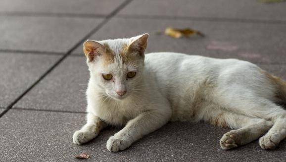 你吸的不是猫是正能量